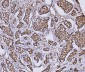 Anti-RCC1 Antibody Picoband™ (monoclonal, 6B11E7)