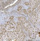 Anti-RCC1 Antibody Picoband™ (monoclonal, 6B11E7)