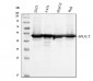 Anti-RCC1 Antibody Picoband™ (monoclonal, 6B11E7)