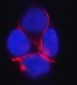 Anti-delta 1 Catenin/CAS/CTNND1 Antibody Picoband™ (monoclonal, 8G7E4)