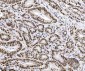Anti-TRIM24 Antibody Picoband™ (monoclonal, 4G6C2)