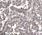 Anti-TRIM24 Antibody Picoband™ (monoclonal, 4G6C2)