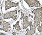 Anti-TRIM24 Antibody Picoband™ (monoclonal, 4G6C2)