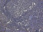Anti-HLA-DR/HLA-DRA Antibody Picoband™ (monoclonal, 8I10H1)