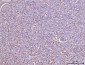Anti-HLA-DR/HLA-DRA Antibody Picoband™ (monoclonal, 5B13F7)