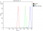 Anti-Ataxin 1 Antibody Picoband™ (monoclonal, 2B13G8)