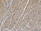 Anti-Ataxin 1 Antibody Picoband™ (monoclonal, 2B13G8)