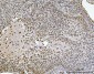Anti-Ataxin 1 Antibody Picoband™ (monoclonal, 2B13G8)
