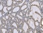 Anti-Ataxin 1 Antibody Picoband™ (monoclonal, 2B13G8)