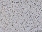 Anti-Ataxin 1 Antibody Picoband™ (monoclonal, 2B13G8)