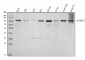 Anti-Ataxin 1 Antibody Picoband™ (monoclonal, 2B13G8)
