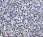 Anti-WDR1 Antibody Picoband™ (monoclonal, 5C11C8)