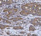 Anti-WDR1 Antibody Picoband™ (monoclonal, 5C11C8)