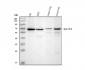 Anti-WDR1 Antibody Picoband™ (monoclonal, 5C11C8)