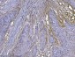 Anti-Integrin linked ILK Antibody Picoband™ (monoclonal, 3C7E1)