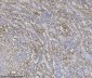 Anti-Integrin linked ILK Antibody Picoband™ (monoclonal, 3C7E1)