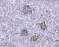 Anti-Integrin linked ILK Antibody Picoband™ (monoclonal, 3C7E1)