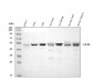 Anti-Integrin linked ILK Antibody Picoband™ (monoclonal, 3C7E1)