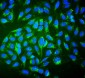 Anti-ALDH2 Antibody Picoband™(monoclonal, 6H2)