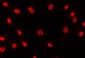 Anti-AREB6/ZEB1 Antibody Picoband™ (monoclonal, 8B12D7)