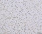 Anti-AREB6/ZEB1 Antibody Picoband™ (monoclonal, 8B12D7)