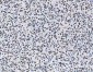 Anti-AREB6/ZEB1 Antibody Picoband™ (monoclonal, 8B12D7)