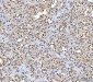 Anti-AREB6/ZEB1 Antibody Picoband™ (monoclonal, 8B12D7)