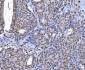 Anti-AREB6/ZEB1 Antibody Picoband™ (monoclonal, 8B12D7)