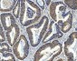 Anti-AREB6/ZEB1 Antibody Picoband™ (monoclonal, 8B12D7)