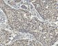 Anti-AREB6/ZEB1 Antibody Picoband™ (monoclonal, 8B12D7)