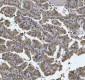 Anti-AREB6/ZEB1 Antibody Picoband™ (monoclonal, 8B12D7)