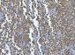 Anti-AREB6/ZEB1 Antibody Picoband™ (monoclonal, 8B12D7)