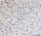 Anti-AREB6/ZEB1 Antibody Picoband™ (monoclonal, 8B12D7)