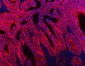 Anti-NKCC1/SLC12A2 Antibody Picoband™ (monoclonal, 6G7D2)