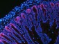 Anti-NKCC1/SLC12A2 Antibody Picoband™ (monoclonal, 6G7D2)