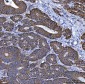 Anti-NKCC1/SLC12A2 Antibody Picoband™ (monoclonal, 6G7D2)
