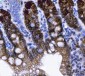 Anti-NKCC1/SLC12A2 Antibody Picoband™ (monoclonal, 6G7D2)