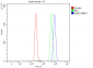 Anti-PC4/SUB1 Antibody Picoband™ (monoclonal, 8D9D1)