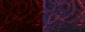 Anti-PC4/SUB1 Antibody Picoband™ (monoclonal, 8D9D1)