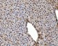Anti-PC4/SUB1 Antibody Picoband™ (monoclonal, 8D9D1)