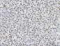 Anti-PC4/SUB1 Antibody Picoband™ (monoclonal, 8D9D1)