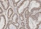 Anti-PC4/SUB1 Antibody Picoband™ (monoclonal, 8D9D1)