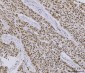 Anti-PC4/SUB1 Antibody Picoband™ (monoclonal, 8D9D1)