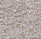 Anti-PC4/SUB1 Antibody Picoband™ (monoclonal, 8D9D1)