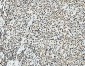 Anti-PC4/SUB1 Antibody Picoband™ (monoclonal, 8D9D1)