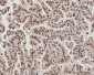 Anti-PC4/SUB1 Antibody Picoband™ (monoclonal, 8D9D1)