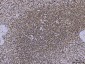 Anti-PC4/SUB1 Antibody Picoband™ (monoclonal, 8D9D1)