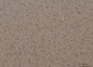Anti-Calnexin/CANX Antibody Picoband™ (monoclonal, 8D10B3)