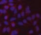 Anti-MDH2 Antibody Picoband™ (monoclonal, 5D8C1)