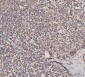 Anti-MDH2 Antibody Picoband™ (monoclonal, 5D8C1)